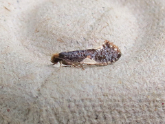 Monopis spilotella