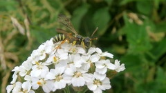 Cerceris quadricincta