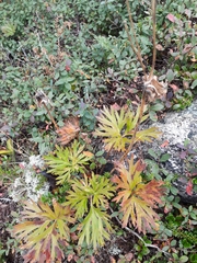 Anemonastrum biarmiense