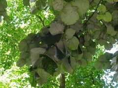 Tilia × europaea