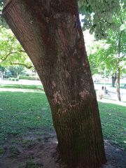 Tilia × europaea