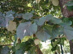 Tilia × europaea