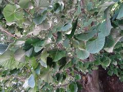 Tilia × europaea