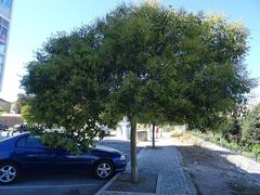 Ligustrum lucidum