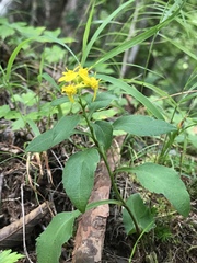 Solidago virgaurea asiatica