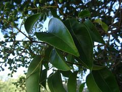 Ligustrum lucidum
