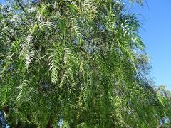 Schinus molle