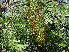 Schinus molle