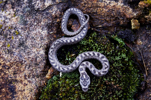 Photo of a Southern Smooth Snake (Coronella girondica)