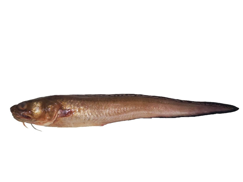 Speckled cusk-eel