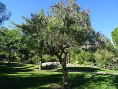 Schinus molle
