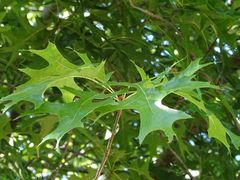 Quercus palustris
