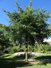Quercus palustris