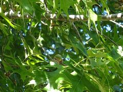 Quercus palustris