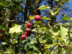 Crataegus monogyna
