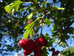 Crataegus monogyna