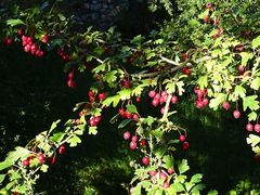 Crataegus monogyna