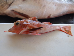 Peristedion barbiger