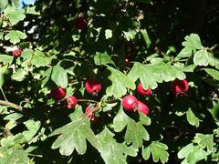 Crataegus monogyna
