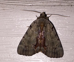 Catocala grynea