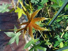 Ricinus communis