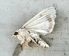 Lepidoptera