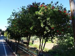 Melaleuca citrina