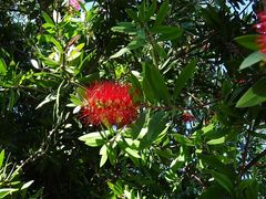 Melaleuca citrina