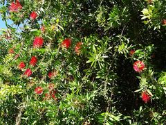 Melaleuca citrina