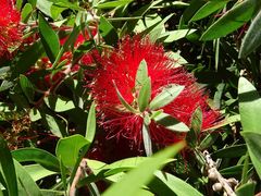 Melaleuca citrina
