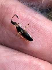 Myodocha serripes