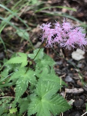 Filipendula multijuga