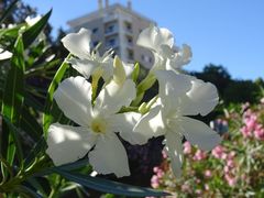 Nerium oleander