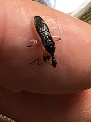 Myodocha serripes