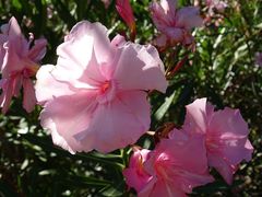 Nerium oleander