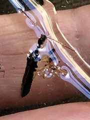 Myodocha serripes