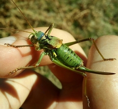 Lluciapomaresius asturiensis