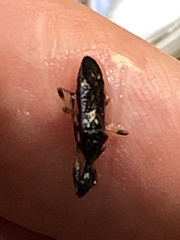 Myodocha serripes