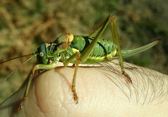 Lluciapomaresius asturiensis