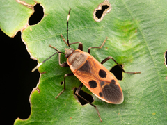 Physopelta parviceps