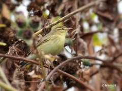 Phylloscopus trochilus