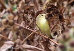 Phylloscopus trochilus