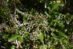 Berberis piperiana