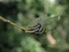 Macremphytus tarsatus