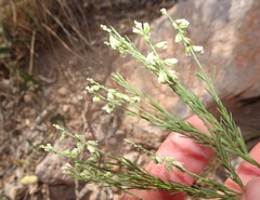 Polygala scoparioides