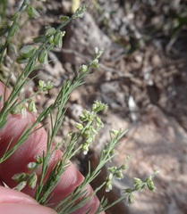 Polygala scoparioides