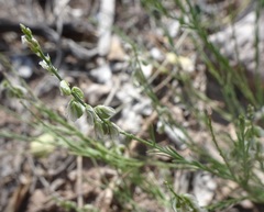 Polygala scoparioides