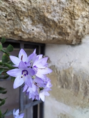 Campanula versicolor tenorei
