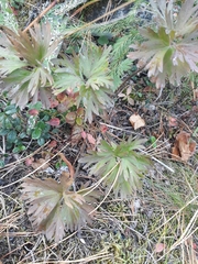 Anemonastrum biarmiense