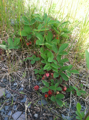Fragaria vesca americana